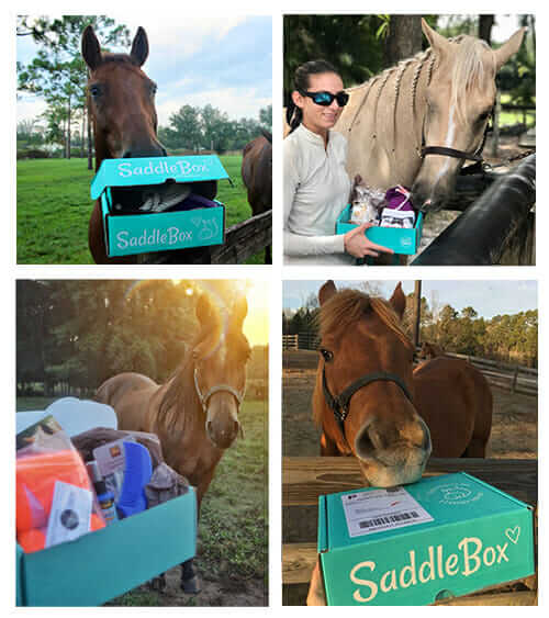 saddlebox horses 1 | SaddleBox