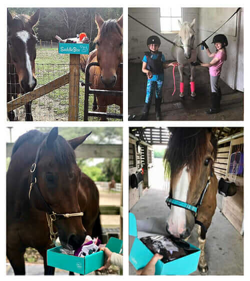 saddlebox horses 2 | SaddleBox
