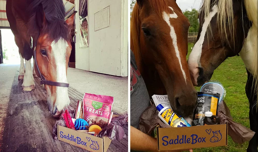 SaddleBox Horses | SaddleBox