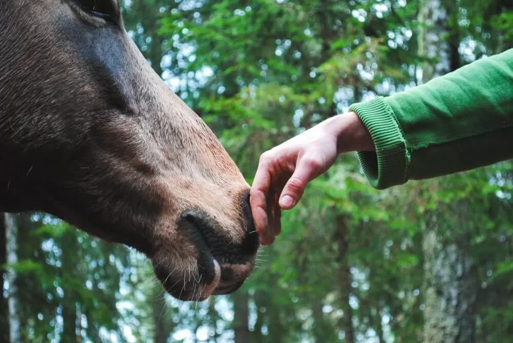 How Long Do Horses Live Saddlebox