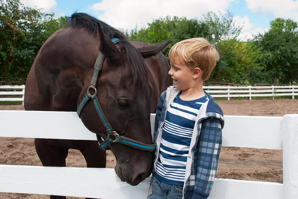 Are Treats Bad For Horses Why Some Horses Can T Eat Treats