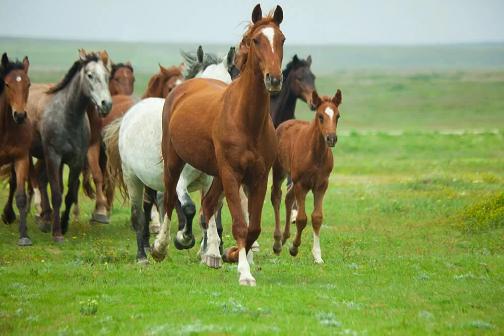 What wild horses eat