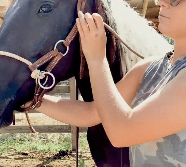 Is this bosal a good fit for this mares head? : r/Horses