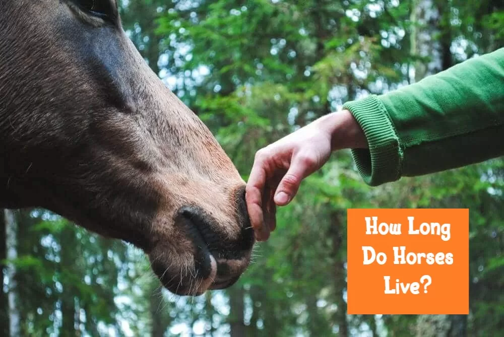 How-Long-Do-Horses-Live | SaddleBox