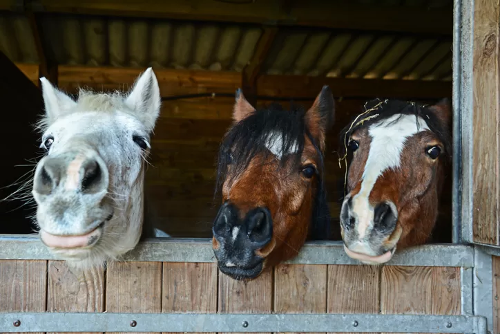 8 Signs Your Horse Is Living Its Best Life