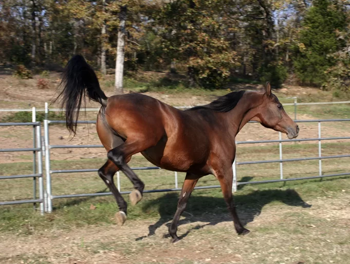 kick-up-your-heals-saddlebox